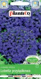 lobelia-przyladkowa-niebieska-02g-plantico