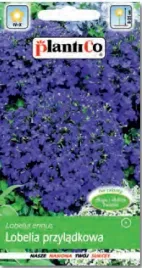 lobelia-przyladkowa-fioletowa-02g-plantico