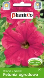 petunia-ogrodowa-amarantowa-005g-plantico