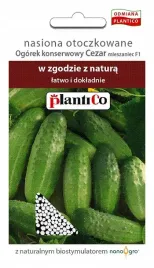 ogorek-konserwowy-cezar-ok-50-sztuk-nasion-otoczkowanych-plantico