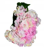 hortensja-pojedyncza-66cm-stan-nowy