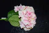 hortensja-pojedyncza-66cm-wysokosc-maksymalna-66-cm