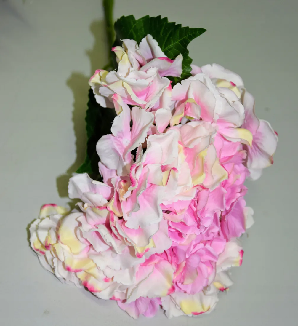hortensja-pojedyncza-66cm
