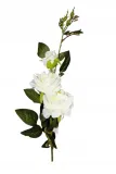 galazka-rozy-96-cm-rodzaj-galazki