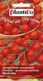 pomidor-gruntowy-karlowy-typ-cherry-maskotka-05g-plantico