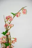 jablonka-galazka-127cm-typ-inny