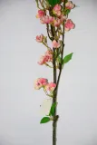 jablonka-galazka-127cm-stan-nowy-rodzaj-galazki