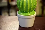 pojemnik-kaktus-material-inny