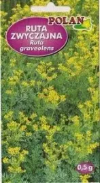 ruta-zwyczajna-05g-polan