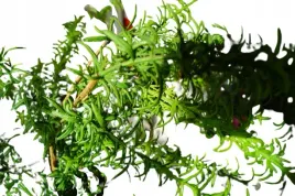 kwiaty-sztuczne-galazka-zielona-46cm