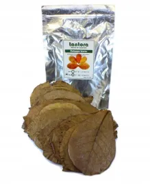 tantora-cattapa-leaves-liscie-ketapangu-xl-50szt
