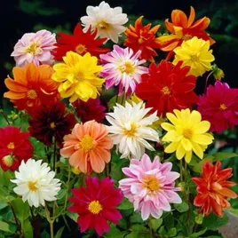 dalia-karlowa-miniaturka-mix-kolorow-dahlia-variabilis-liliput-80-nasion