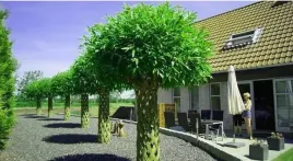 wierzba-pleciona-recznie-duza-roslin-180-cm