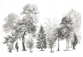mwssegge-tapeta-wlokninowa-fototapeta-las-drzewa-czarno-biala-300x210-cm