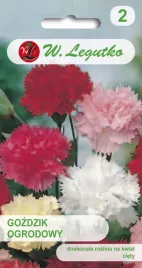 gozdzik-ogrodowy-grenadin-mieszanka-piekne-kwiaty-nasiona