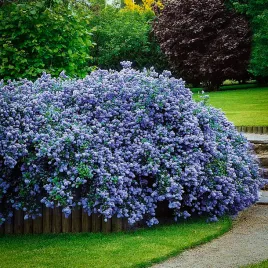 zimozielony-prusznik-amerykanski-miododajny-ceanothus-impressus-victoria