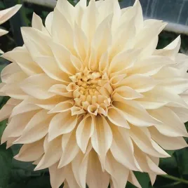 dalia-talerzowa-cafe-au-lait-ogromne-kwiaty-karpa-1-szt