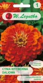 cynia-wytworna-daliowa-orange-king-legutko-1g-pomaranczowa-kwiaty-ciete