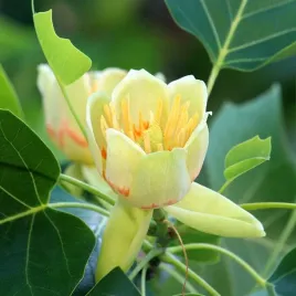 tulipanowiec-amerykanski-liriodendron-tulipifera-zachwyca-jak-magnolia