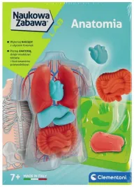 naukowa-zabawa-anatomia-clementoni-model-anatomiczny