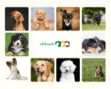 sucha-karma-cztery-lapy-basic-kurczak-20-kg-marka-cztery-lapy