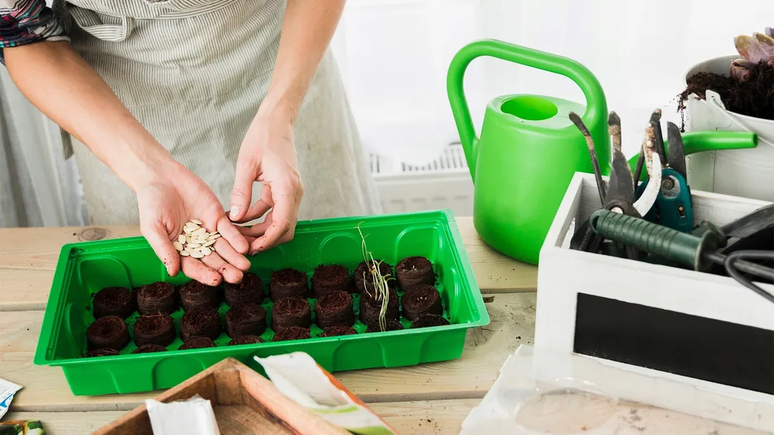 burak-cwiklowy-typ-opolski-15g