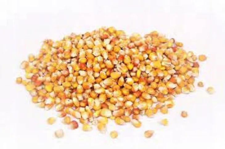 Kukurydza paszowa nasiona 25kg