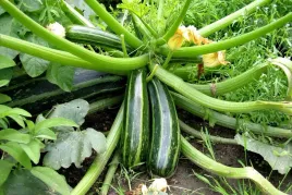 nasiona-torseed-cukinia-coucourzelle-2-g-bardzo-wczesna-na-balkon-tarasy