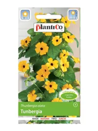 tunbergia-pomaranczowa-pnacze-balkonowe-dlugie-kwitnienie-nasiona-plantico