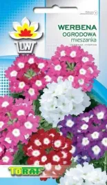 werbena-rabatowa-ogrodowa-mix-piekne-kwiaty-do-gazonow-nsiona-legutko