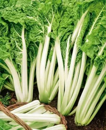 burak-lisciowy-zielony-lucullus-odporny-wysoka-jakosc-nasiona-warzyw