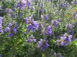 pszczelnik-moldawski-na-lake-roslina-miododajna-100g