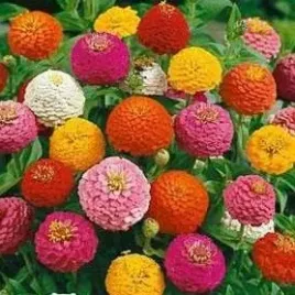 cynia-daliowa-karlowa-liliput-mix-zinnia-elegans-dahl-05-g-nasion