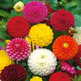 dalia-zmienna-pomponowa-mix-dahlia-variabilis-do-ogrodu-05-g-nasion