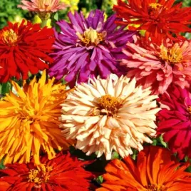cynia-chryzantemowa-mix-zinnia-elegans-chrys-fl-pl-1-g-nasion