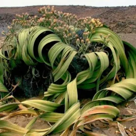 welwitschia-przedziwna-welwitschia-mirabilis-1-nasiono