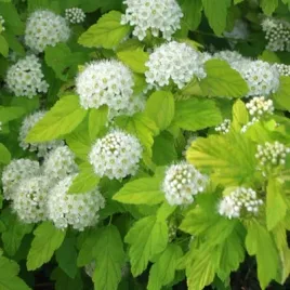pecherznica-kalinolistna-na-zywoplot-physocarpus-opulifolius-50-nasion