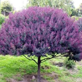 akacja-purpurowa-o-zoltych-kwiatach-acacia-baileyana-purpurea-2-nasiona