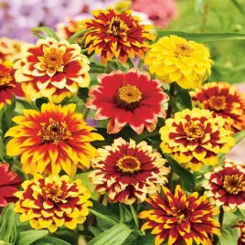 cynia-perska-mix-ziania-augustiflora-persian-carpet-05-g-nasion