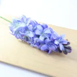 hiacynt-poj-niebieski-sp-stan-nowy