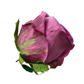 roza-wyr-3d-sliwkowa-12-szt-sp