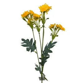 margaretka-galazka-zolta-sp