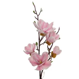 magnolia-galaz-jasny-roz-sp