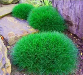 trawa-niedzwiedzie-futro-pakiet-5-sztuk-odporna-sadzonki-10-15-cm