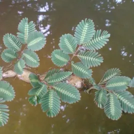 mimoza-wodna-do-akwarium-zolte-kwiaty-neptunia-oleracea-4-nasiona