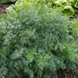 koper-ogrodowy-monarch-silnie-krzewiacy-sie-zbior-po-45-dniach-500-nasion