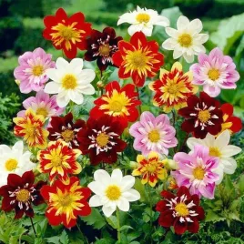 dalia-karlowa-dwarf-collarette-dandy-dahlia-variabilis-do-ogrodu-80-nasion