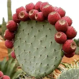 mrozoodporna-srebrna-opuncja-opuncja-robusta-jadalne-owoce-5-nasion