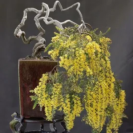akacja-czarna-wczesna-acacia-decurrens-do-domu-na-bonsai-10-nasion