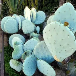 srebrna-opuncja-opuncja-robusta-jadalne-owoce-mrozoodporna-5-nasion